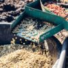 washed processing of coffee cheries