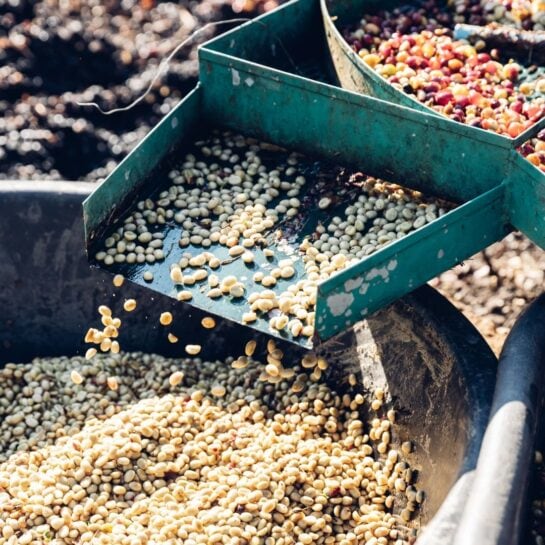 washed processing of coffee cheries